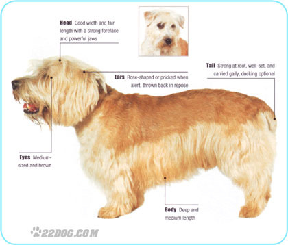 Glen-of-Imaal-Terrier