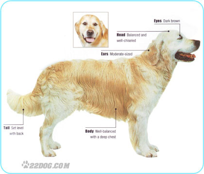 Golden-Retriever