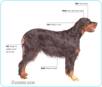 Gordon-Setter
