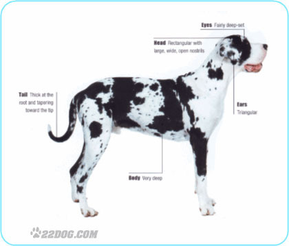 Great-Dane