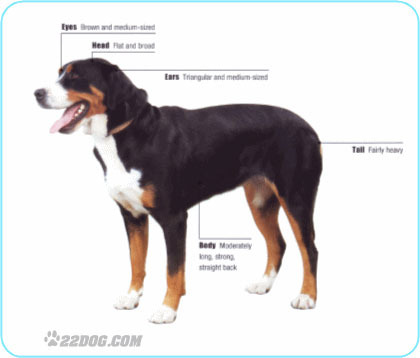 Great-Swiss-Mountain-Dog