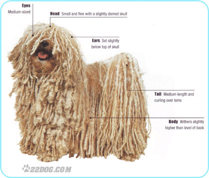 Hungarian-Puli