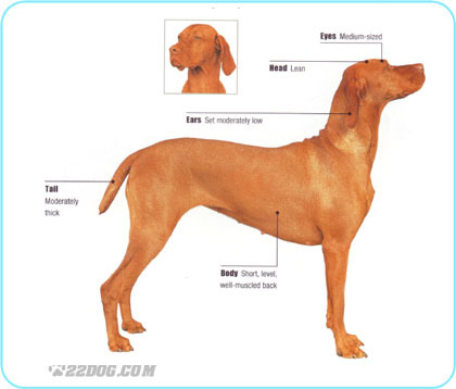 Hungarian-Vizsla