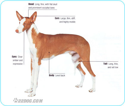 Ibizan-Hound