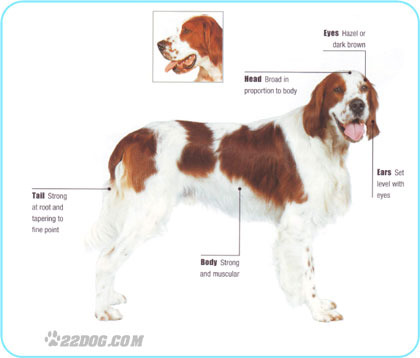 Irish-Red-and-White-Setter