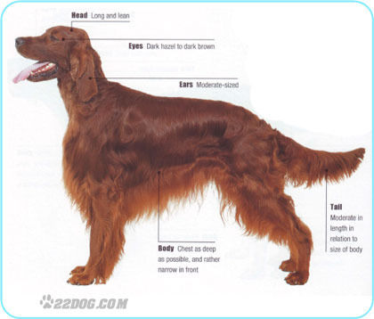 Irish-Setter