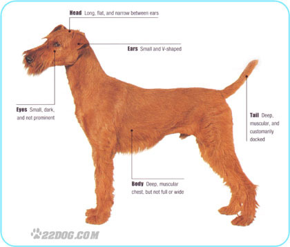 Irish-Terrier