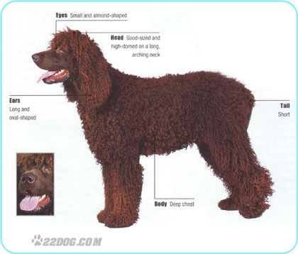 Irish-Water-Spaniel