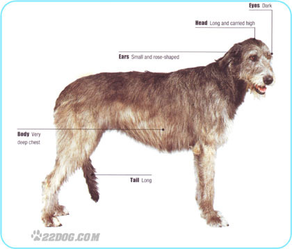 Irish-Wolfhound