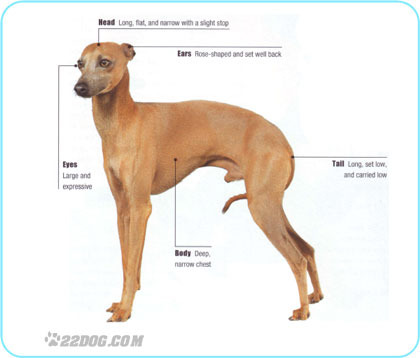 Italian-Greyhound