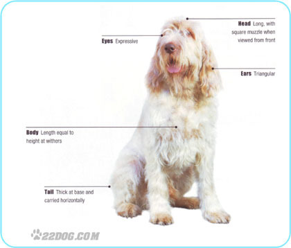 Italian-Spinone