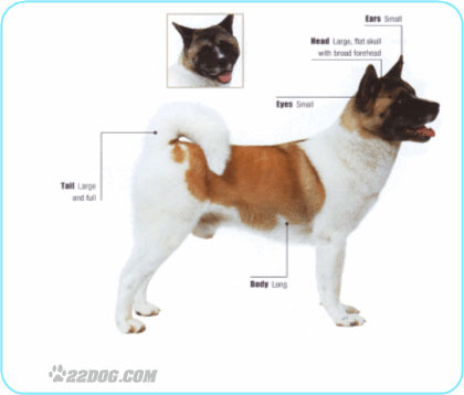 Japanese-Akita
