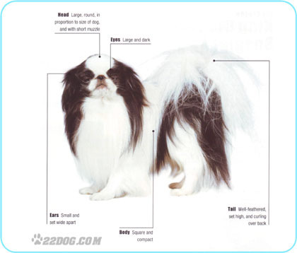 Japanese-Chin