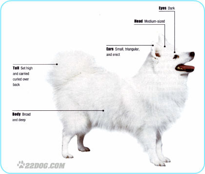 Japanese-Spitz