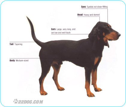 Jura-Hounds