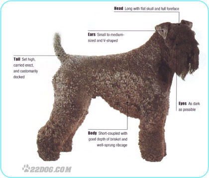 Kerry-Blue-Terrier