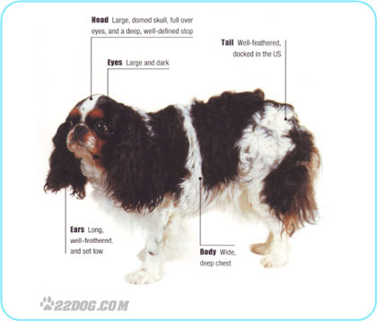 King-Charles-Spaniel