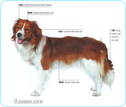 Kooikerhondje
