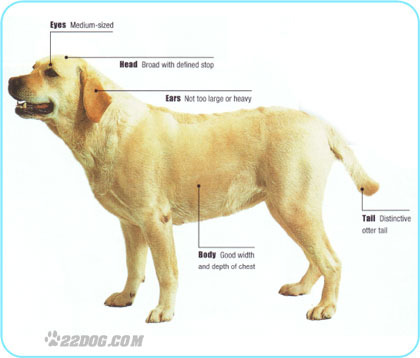 Labrador-Retriever