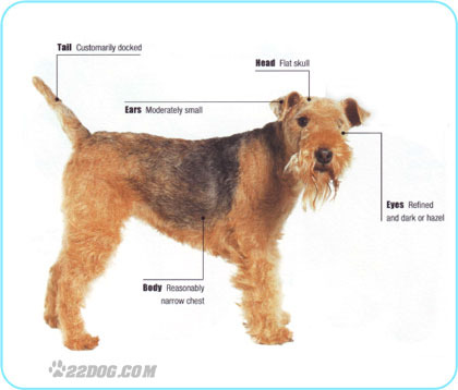 Lakeland-Terrier