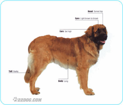 Leonberger