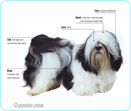 Lhasa-Apso