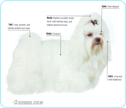 Maltese