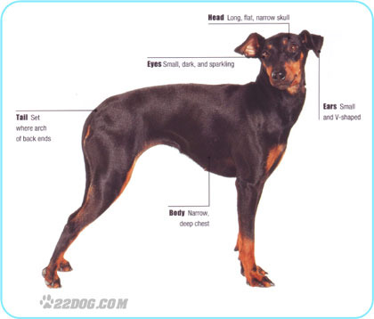 Manchester-Terrier