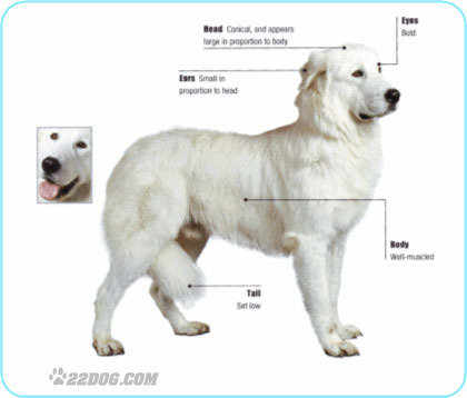 Maremma-Sheepdog