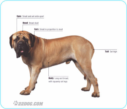 Mastiff