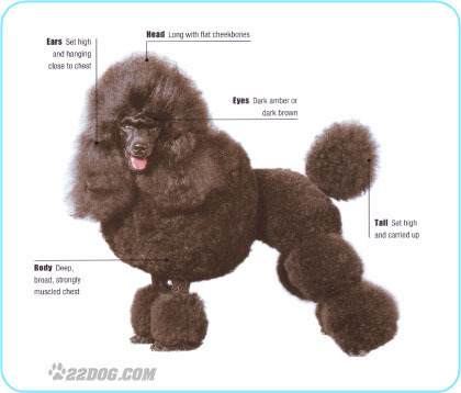 Miniature-Poodle