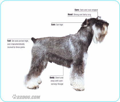 Miniature-Schnauzer