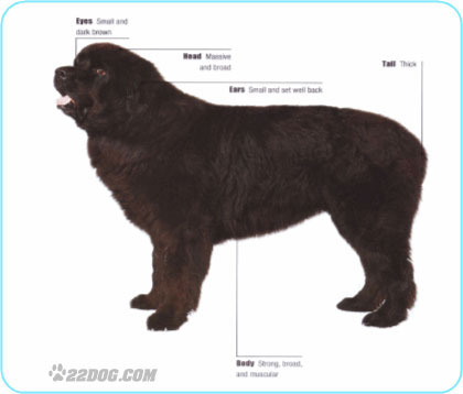 Newfoundland