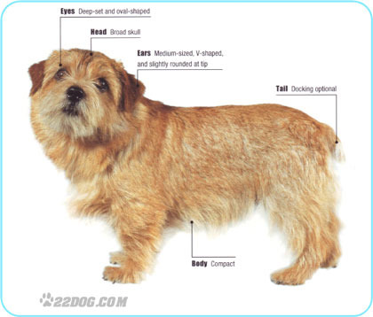 Norfolk-Terrier