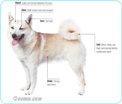 Norwegian-Buhund