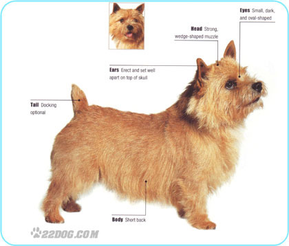 Norwich-Terrier