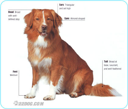 Nova-Scotia-Duck-Tolling-Retriever