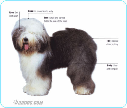 Old-English-Sheepdog