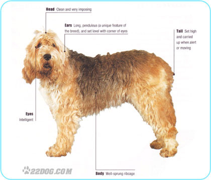 Otterhound