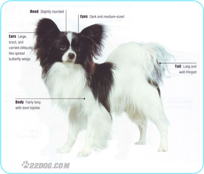 Papillon