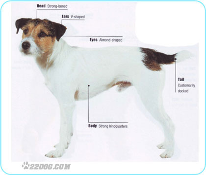 Parson-Jack-Russell-Terrier