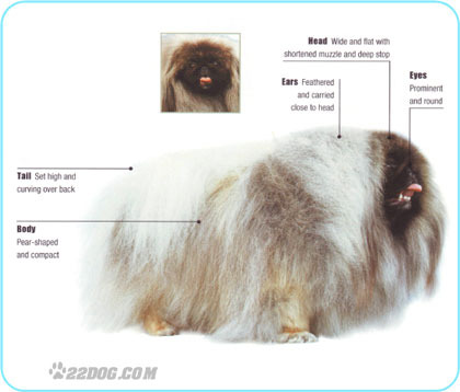 Pekingese