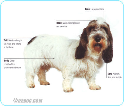 Petit-Basset-Griffon-Vendeen