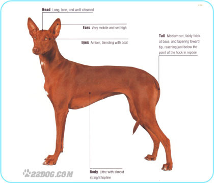 Pharaoh-Hound