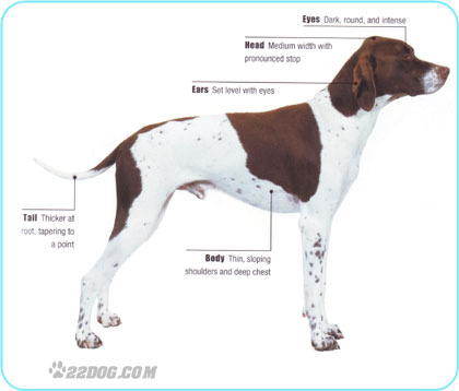 Pointer