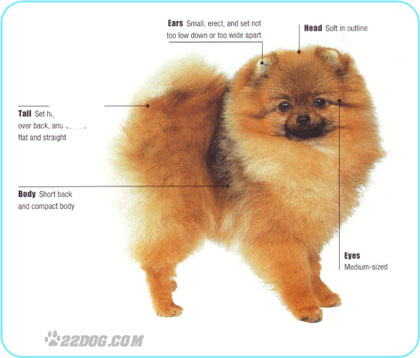 Pomeranian