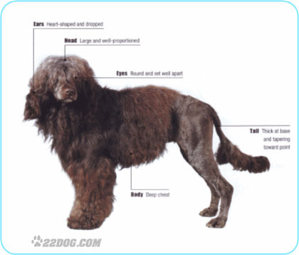 Portuguese-Water-Dog