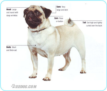 Pug