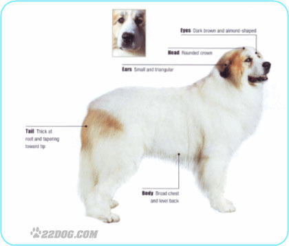Pyrenean-Mountain-Dog