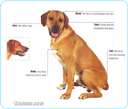 Rhodesian-Ridgeback